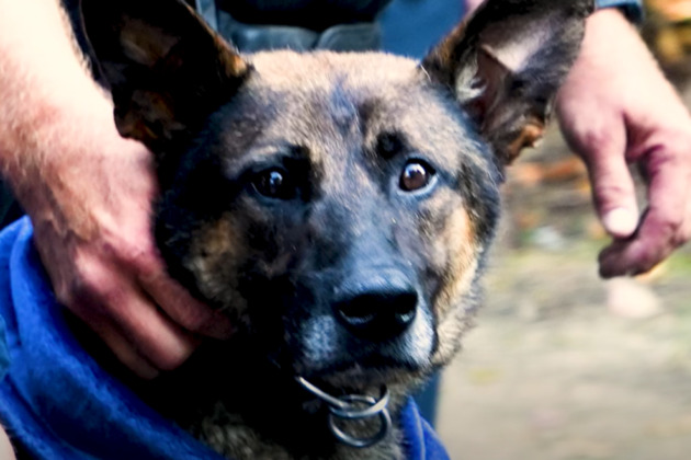 Tennessee PD receives grant following K-9's line of duty death