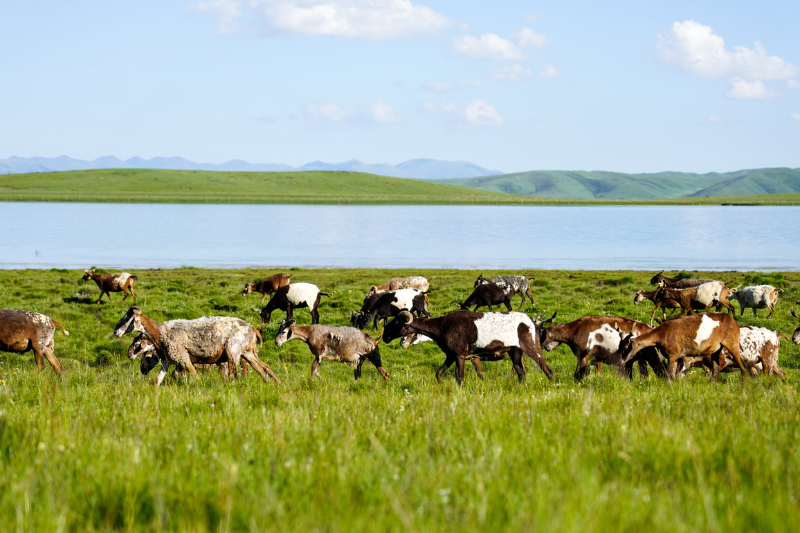 Scientists uncover core stabilizing driver of grassland productivity