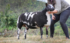 Auction mart sales round-up: Whatmore leads Welshpool Dutch Spotted; Hot competition at Darlington young handlers event;  Breeding sheep in demand at J36