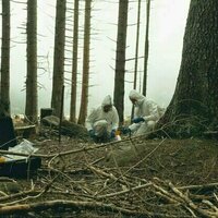 'A living collective': study shows trees synchronise electrical signals during a solar eclipse