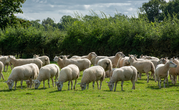 Border disease could be quietly costing your flock