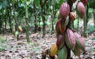 'World first': Ecobank nature bond raises $450m for biodiversity projects in Africa