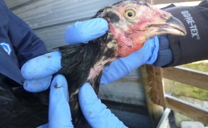 The birds were found in makeshift pens, some without food and water, and some suffering from featherloss and injuries consistent with fighting (RSPCA)
