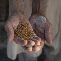 Pakistan's wheat policy backfires as procurement system faces collapse