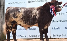 STIRLING BULL SALES: Beef Shorthorns sell to 20,000gns twice