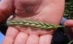 Noodle wheat a priority to make grain competitive