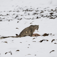(EcoChina) CHINA-SICHUAN-ABA-SNOW LEOPARD (CN)