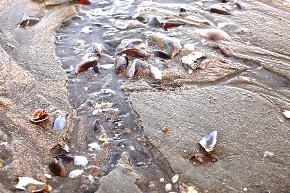 Senado-  respaldan sanciones a la comercializacin de productos del mar contaminados