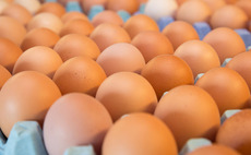 Free range egg sector 'in crisis' as producers lose £250,000