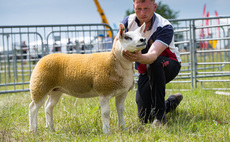 Texel ewe lamb tops the Royal Cheshire line-up 