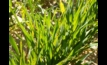  SDHI resistance in barley spot form of net blotch (SFNB) has now been confirmed in Australia. Photo: CCDM