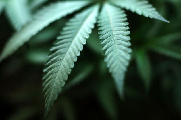 New Jersey court rules that firings of officers over off-duty cannabis use violated state law