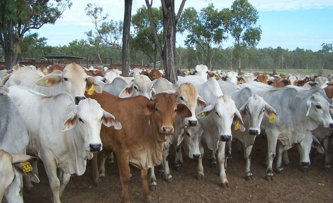 Northern cattle producers must use an integrated approach to control buffalo fly populations and delay the development of chemical resistance.
