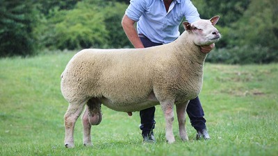 Carlisle Dutch Spotted topped at 16,000gns at sale
