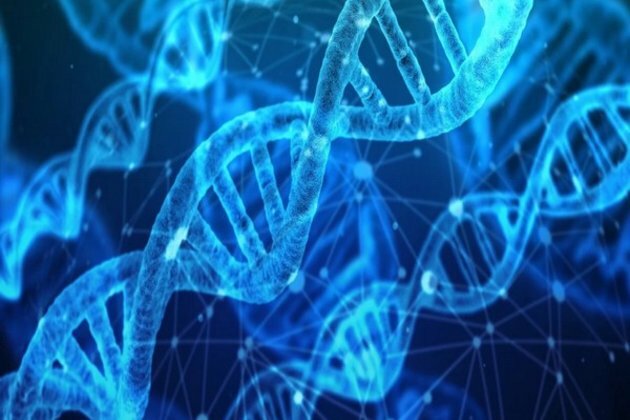 Study highlights role of disordered protein interactions in gene expression