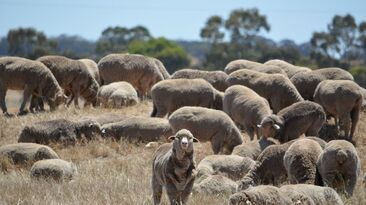 A coordinated effort is required to grow the WA sheep industry. 