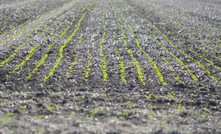 Bendigo Bank reports the Australian grain market is at a crossroads, with recent rain expected to determine the direction.