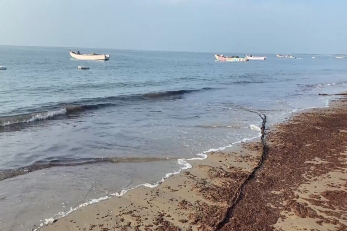 TN: Seaweed washes ashore in Thoothukudi, fishermen link phenomenon to climate change