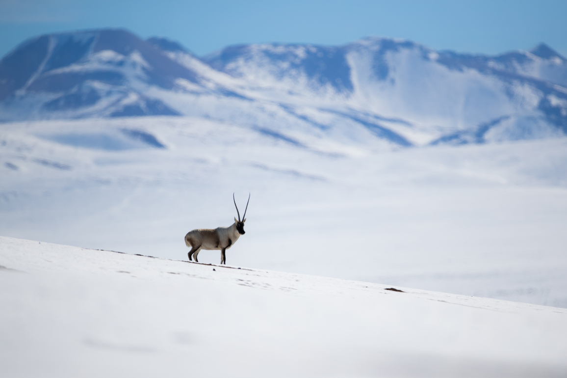 Study provides key evidence of permafrost carbon feedback on Qinghai-Tibet Plateau
