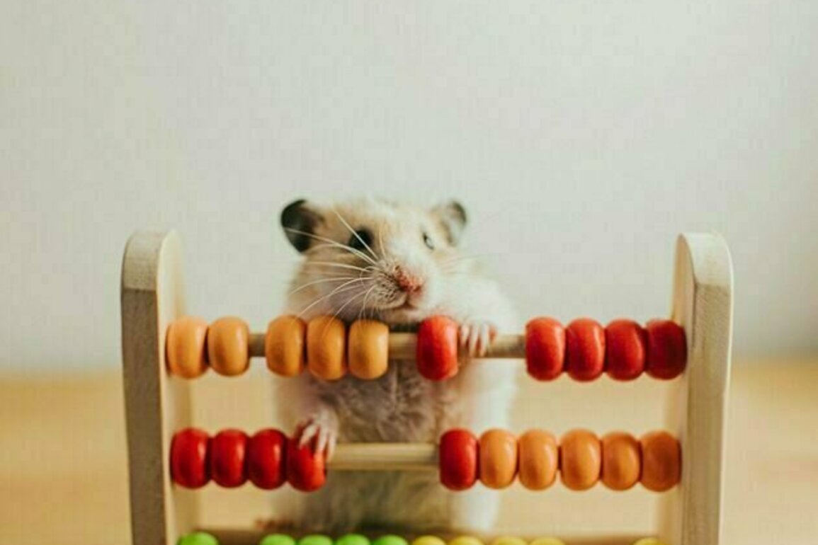 Humans and animals can both think logically - but testing what kind of logic they're using is tricky
