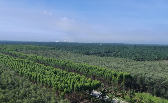 Managed tree plantations with APRIL's Kerinci pulp and paper mill on the horizon | Credit: Michael Holder