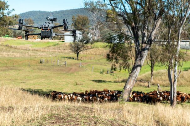 SkyKelpie has helped pioneer the adoption of drone mustering across Australia.