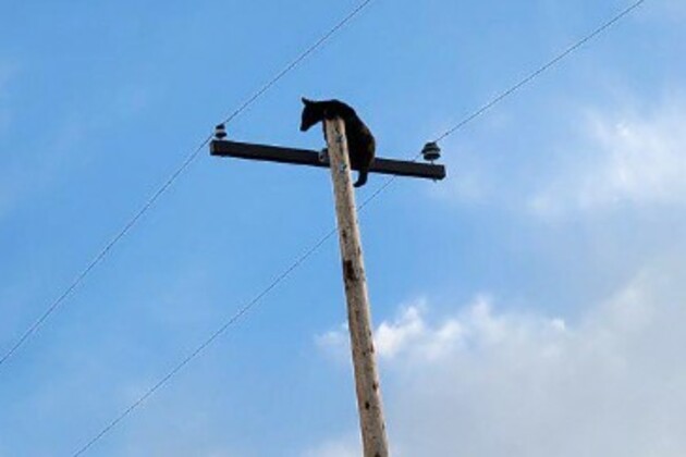 Bear climbs electrical pole near Lyons on Monday