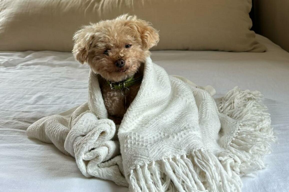 Police are looking for owner of pit bull that fatally attacked mini poodle in Santa Monica