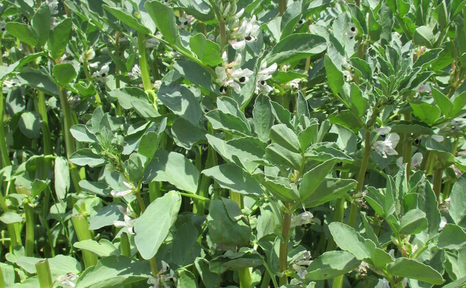 Greater bean adoption would help reduce the carbon footprint of animal production systems.