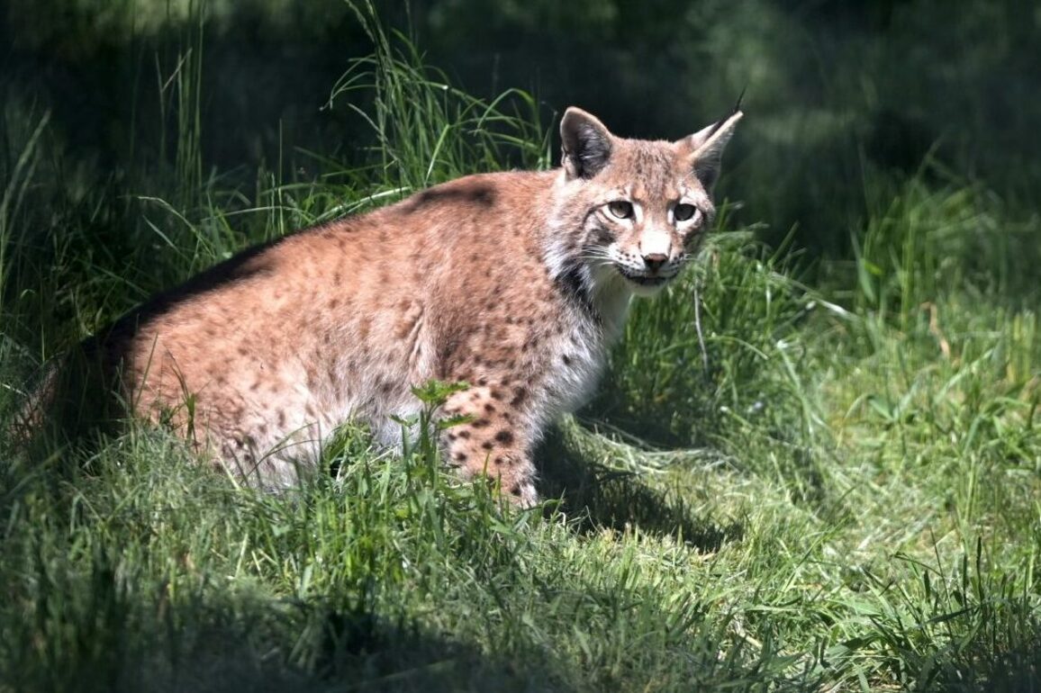 GALLERY- Three northern lynx and snow leopard settle into Highland Wildlife Park