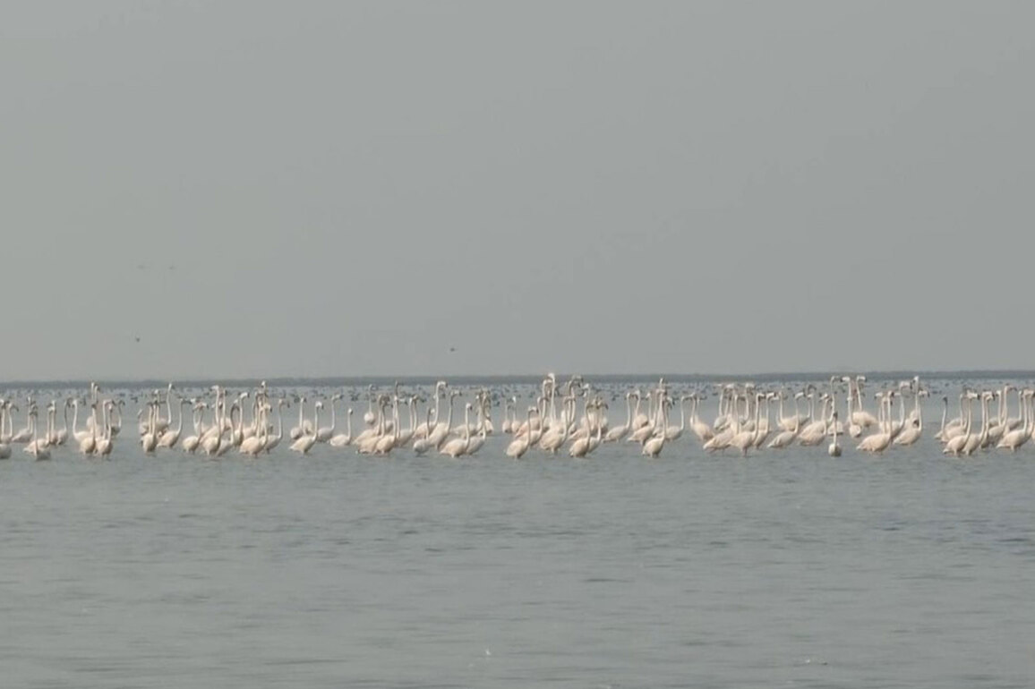 Odisha Bihanga Utsav 2026 underway to celebrate migratory birds at Chilika Lake