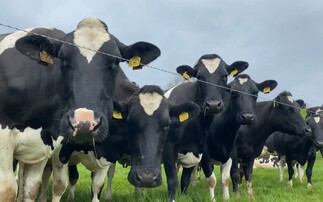 How to manage lameness during the grazing season