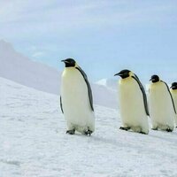 Close relatives of emperor penguins lived in NZ some 3 million years ago. What caused their extinction?