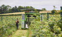 Producer launches 2026 blueberry season with biggest crop yet