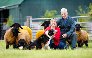 Final farewell: Westcarse Suffolks head to the Royal Highland Show one last time before dispersal