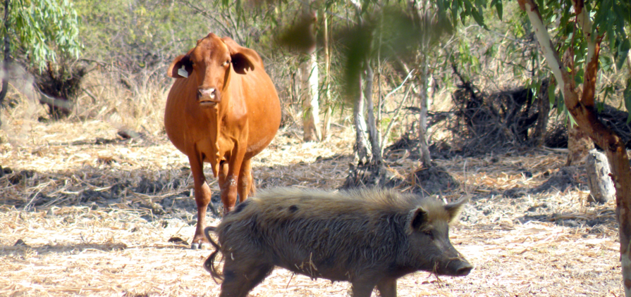 The WA Government will invest $26.2m in the state's biosecurity systems, including three million to manage the impact of feral deer and pigs. Credit: DPIRD.