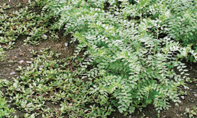 Growing chickpea to cope with climate change Growing chickpea to cope with climate change