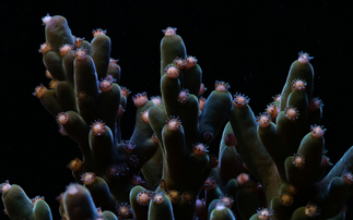How photography is helping researchers crack the 'code' to climate resilient coral
