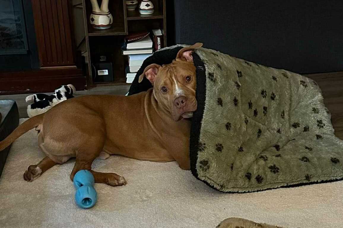 Adoptable Pet of the Week- Pickles McButterpants