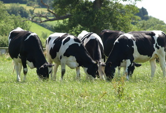 Pembrokeshire and North Wales bovine TB eradication projects extended following success