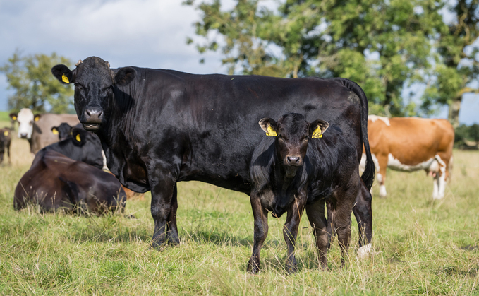 Enhancing profitability in the suckler herd  