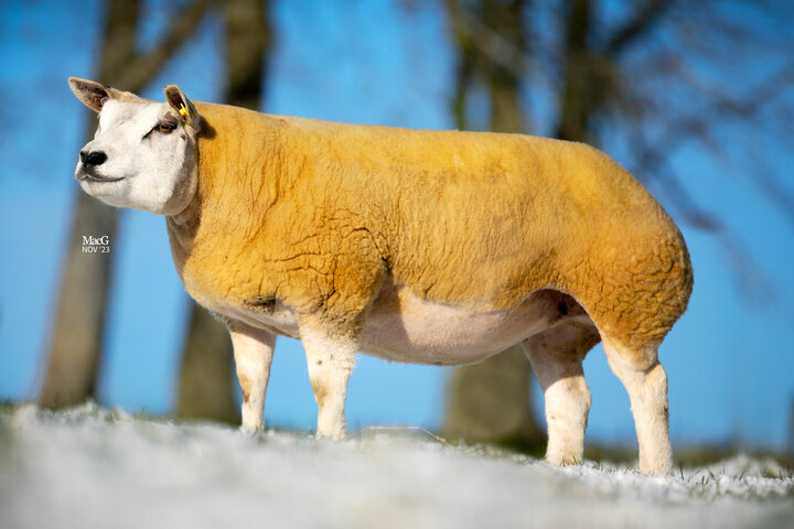 Carlisle Dutch Spotted topped at 16,000gns at sale