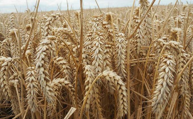 Imports to weigh on domestic wheat price