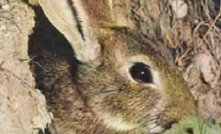 Rabbit control saves billions: report