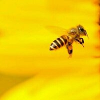 From bees doing maths to fish driving cars: teaching animals irrelevant skills can help unlock the secrets of cognition - podcast