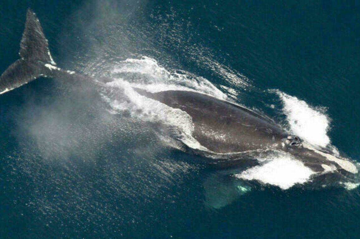The Bright Side: One of the world's rarest whales grows in population