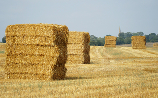 Straw prices set to rise as dry season squeezes supply and quality