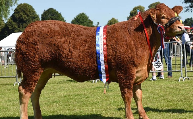 SHROPSHIRE COUNTY SHOW 2021: Limousin tops beef inter-breed