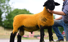 Suffolks sell to 20,000gns at national sale 