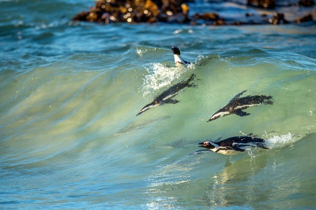 Eavesdropping on nature: why Africa needs more bioacoustics research